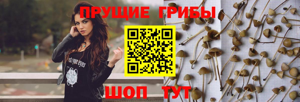 Псилоцибиновые грибы GOLDEN TEACHER  Вход с VPN  Димитровград 